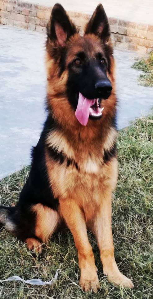Blue Mary vom Bard Kennel