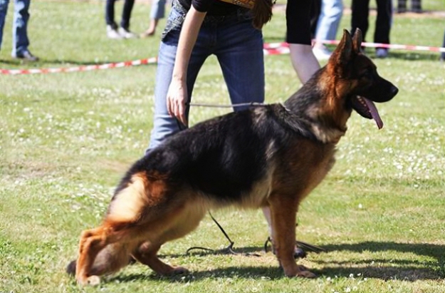 Ledy von Maikhus (I)