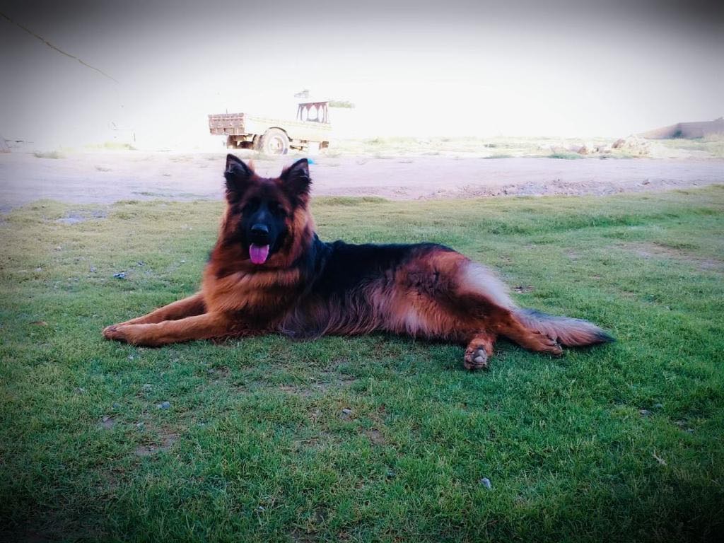 Arya von HKS