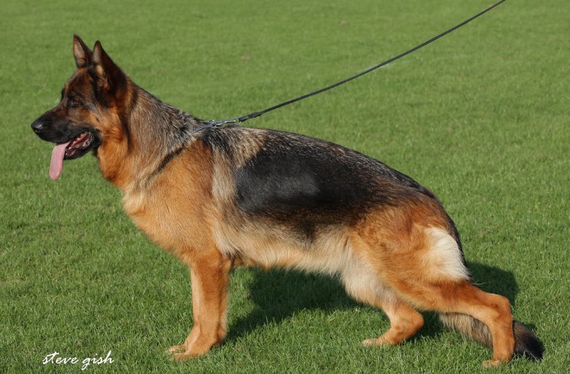 Yele vom Drei Birkenzwinger