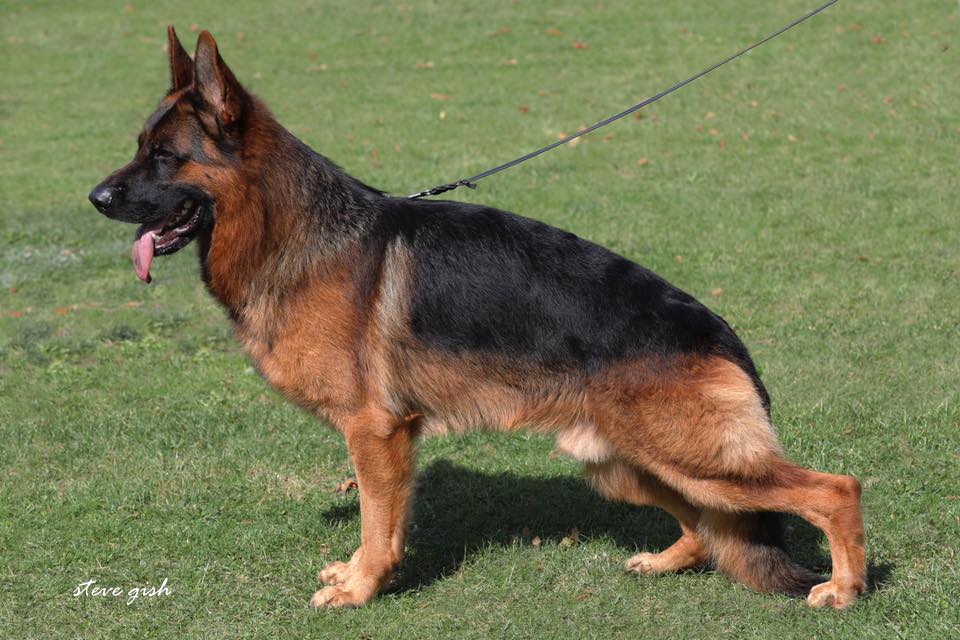 Larry vom Bierstadter Hof