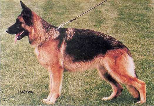 Alraune vom Drömlingsrand