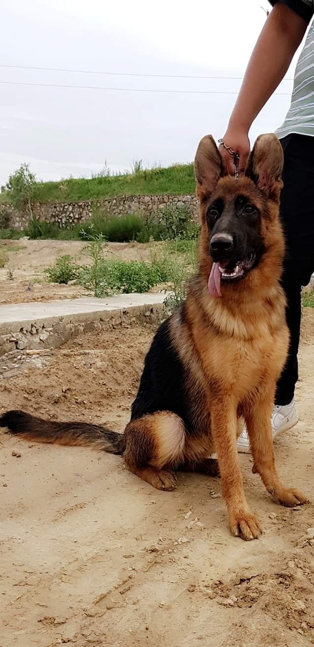 Coco vom Connar