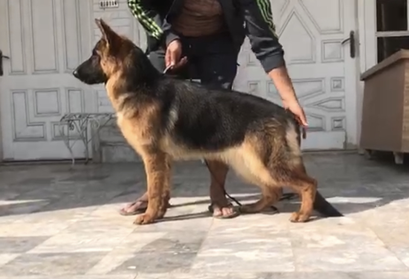 Klara vom Blacky Wall