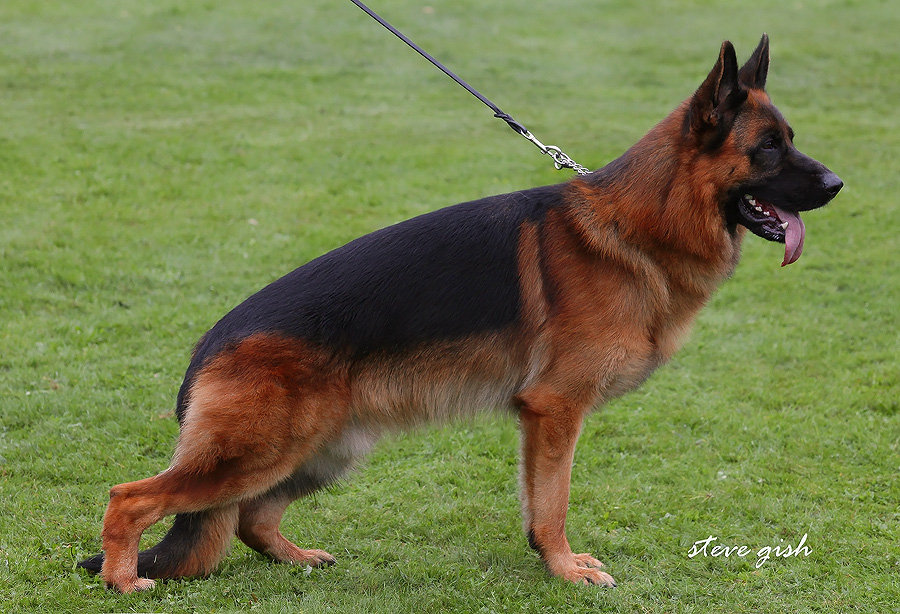 Gordon du Clos de Patmisand