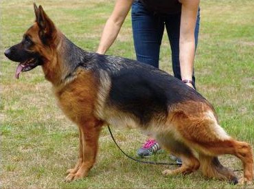 Stella vom Frankengold