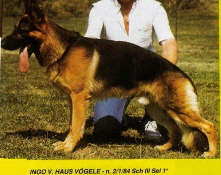 Ingo vom Haus Vögele