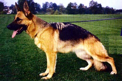 Unka von der Holledau