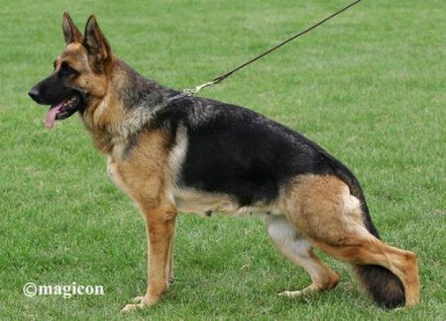 Lyra von Bellissimo (H)