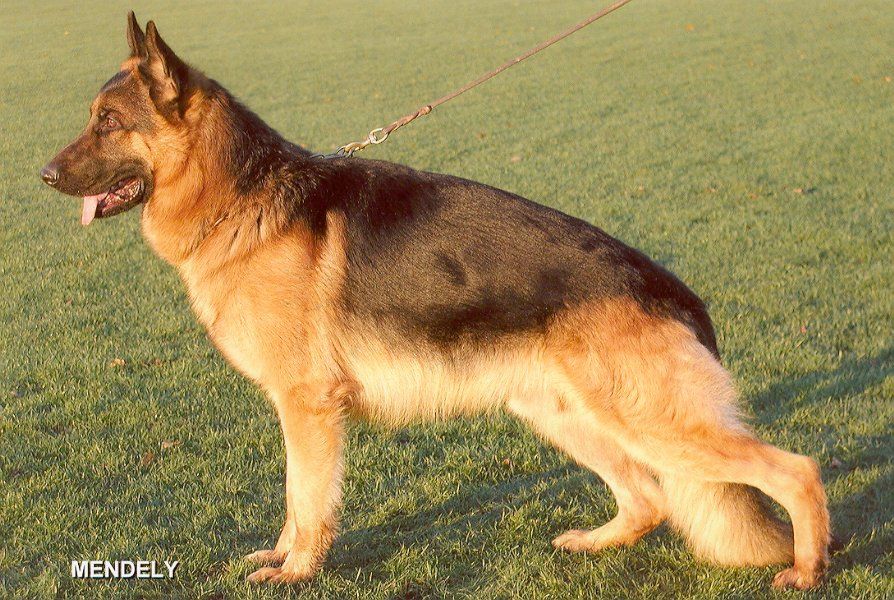 Zasko vom Haus Babilon