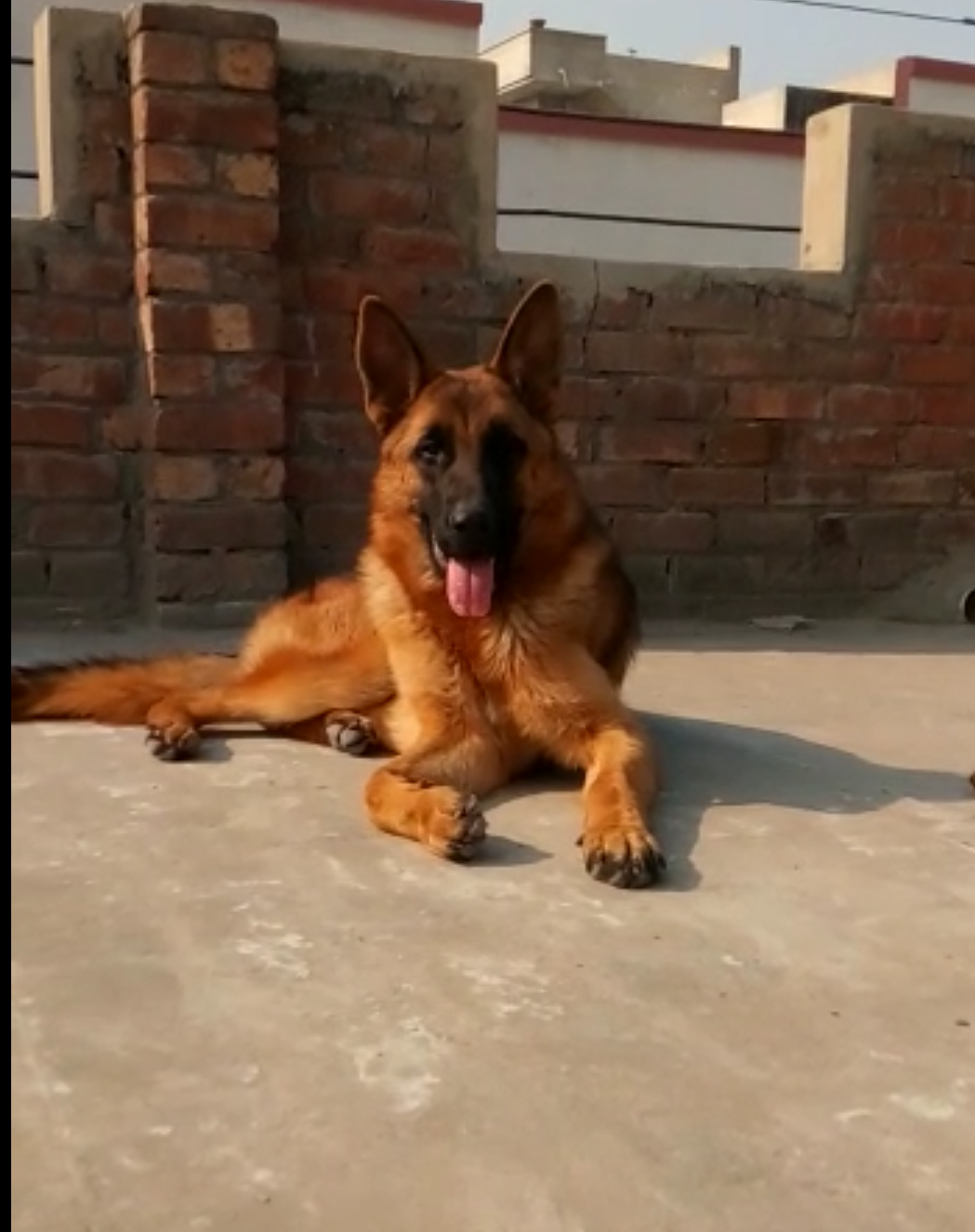  Dior vom Youngson Burg