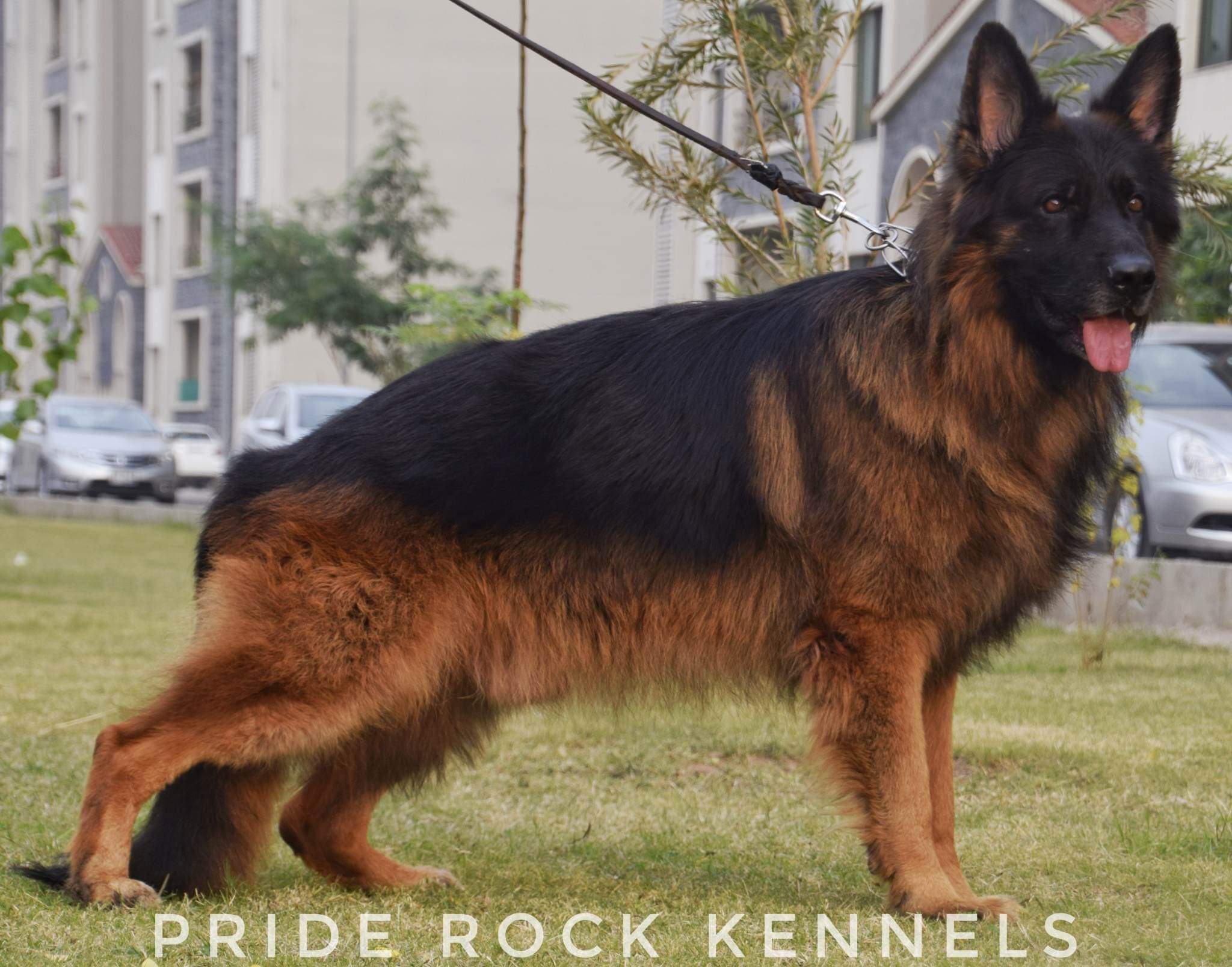 Blood vom Waldfurter-Wald