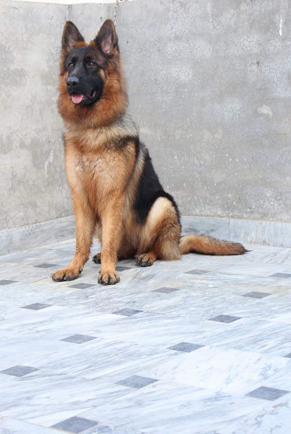  Aplha vom Precious Paws
