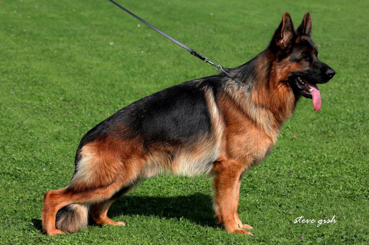 Sastor vom Hühnegrab