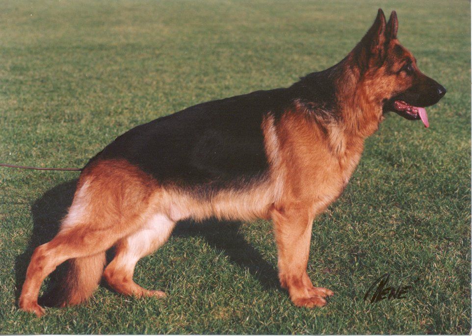 Trillingsgaard's Ambi