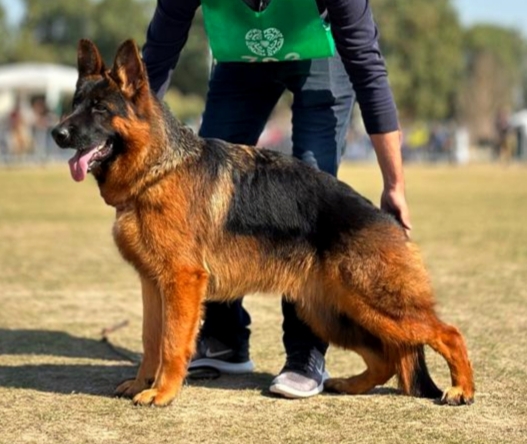  Illiano vom Lions Berg