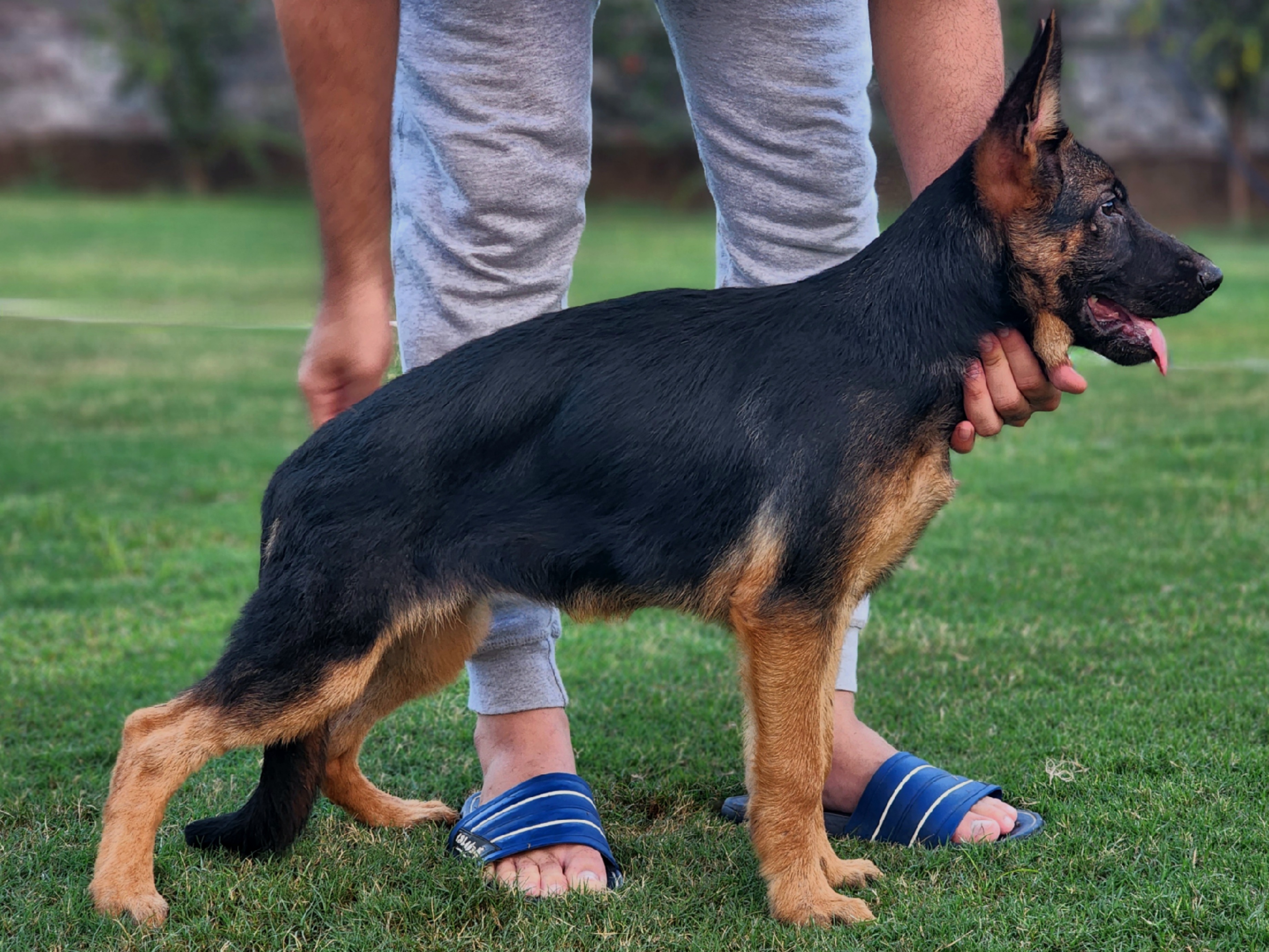  Yolo vom Team Friends