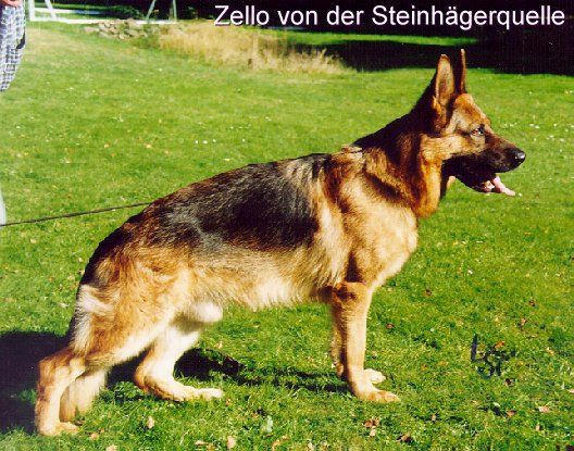 Zello von der Steinhägerquelle