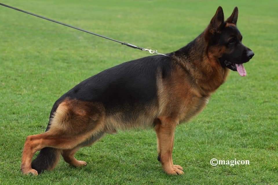 Quantum von Schonen Rosen