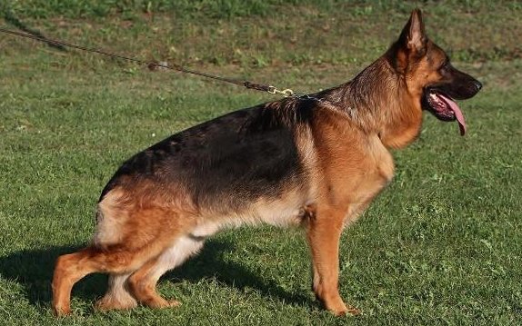 Cherry von Haus Unid