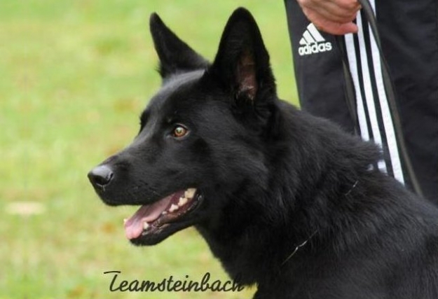 Daika vom Wolfsfriede