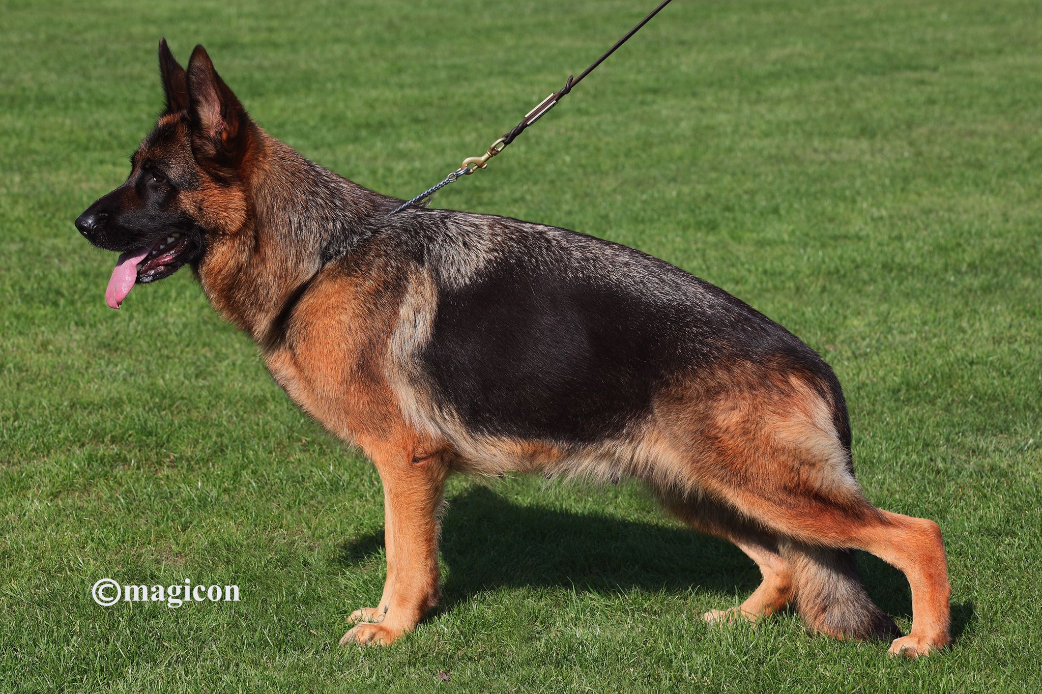 Wicky vom Lärchenhain