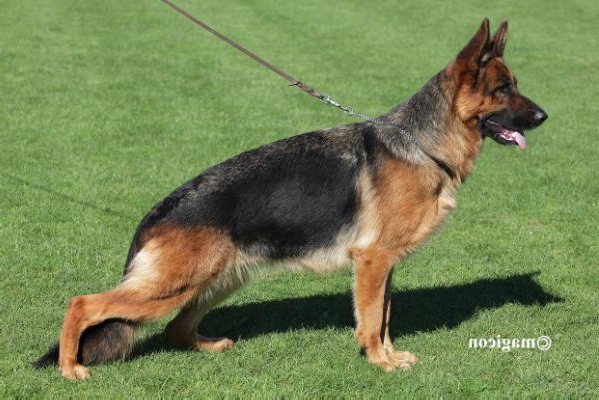 Carmen vom Drei Birkenzwinger