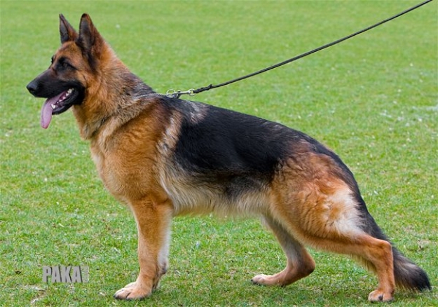 Wilma von der alma mater