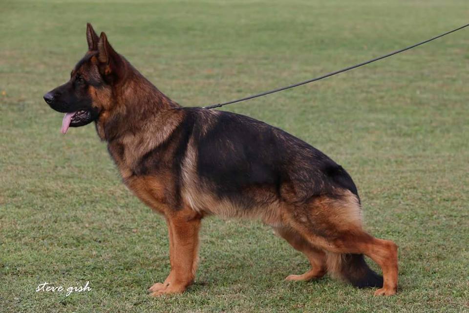 Fritz von Oasis