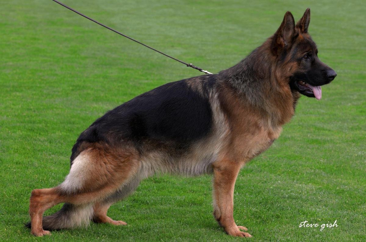 Omen vom Hattorfer-Land