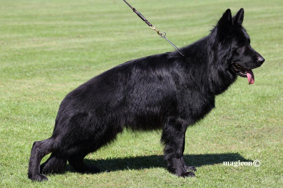 Marcelito von Pavhaus