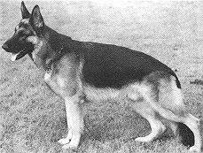 Glicko von der Kahler Heide