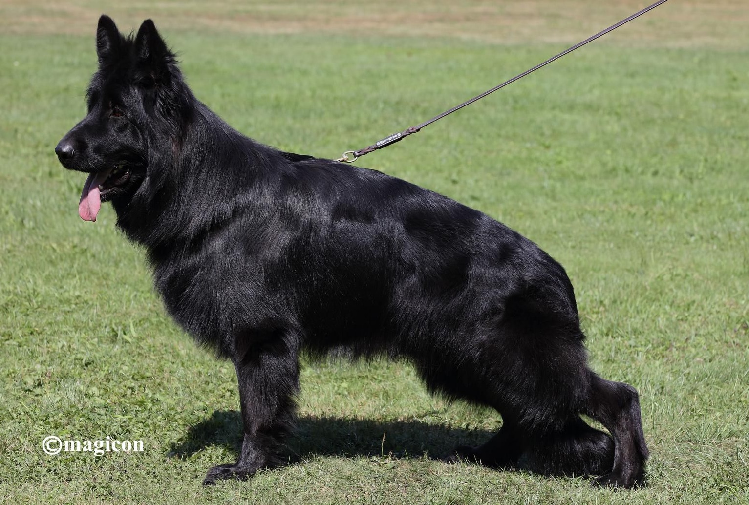 Goran vom Perfect Kennel