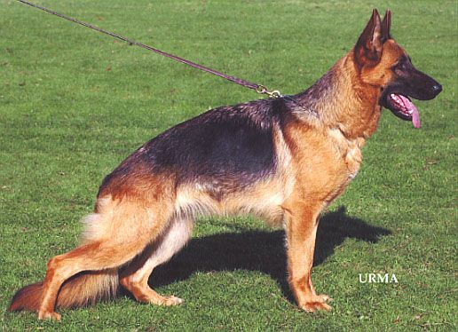 Umelli von der Noriswand