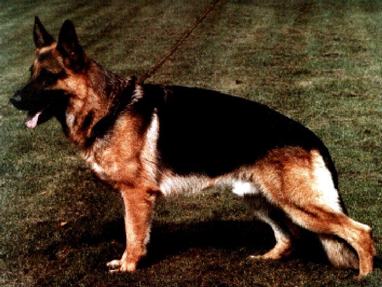 Asswan vom Altkircher Wald