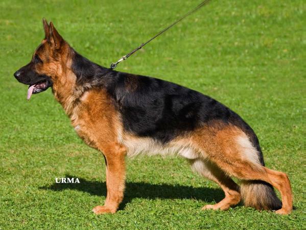 Tex vom Poxdorfer-Tannenhof