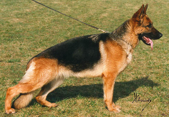 Paka Roxana