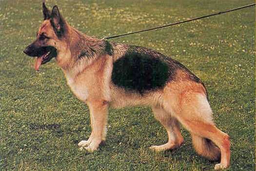 Wenke vom Schloß Querenburg