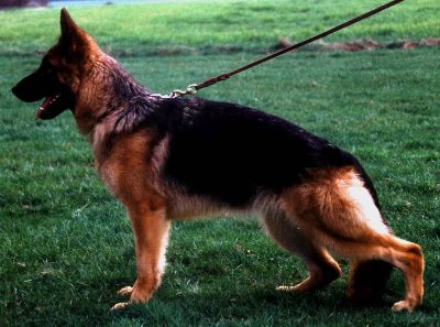 Quessi vom Fiemereck