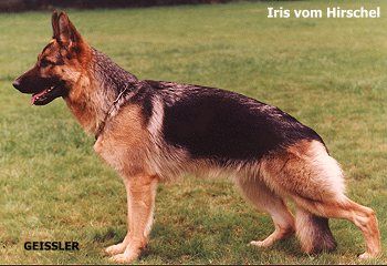 Iris vom Hirschel