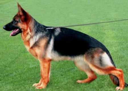 Renee vom Haus Tepferd