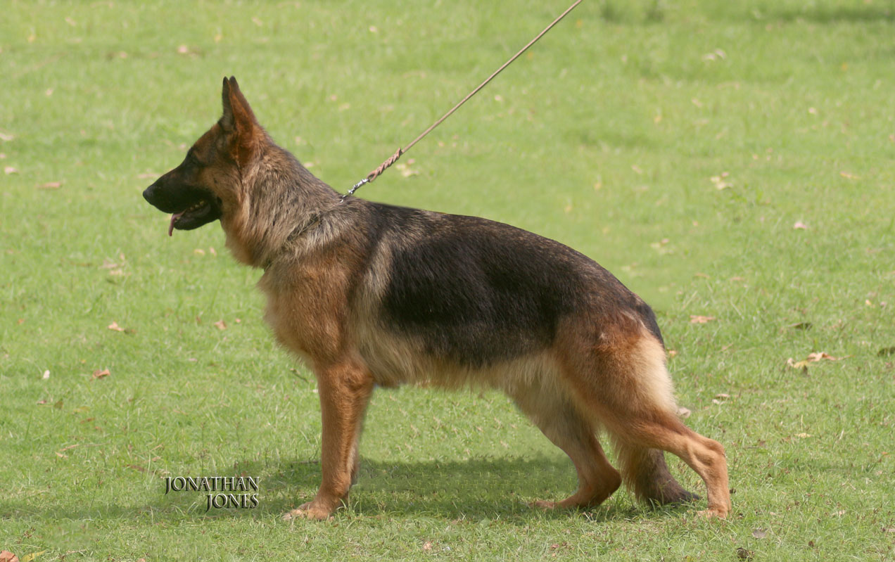 Tess vom Ravizwinger