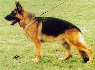 Esko von der Wienerau