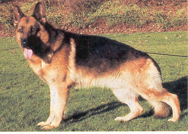 Ilk von der Reck-Kamensche Heide