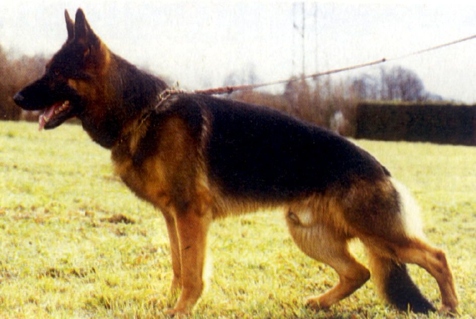 Rocco vom Hause Wittelsbach