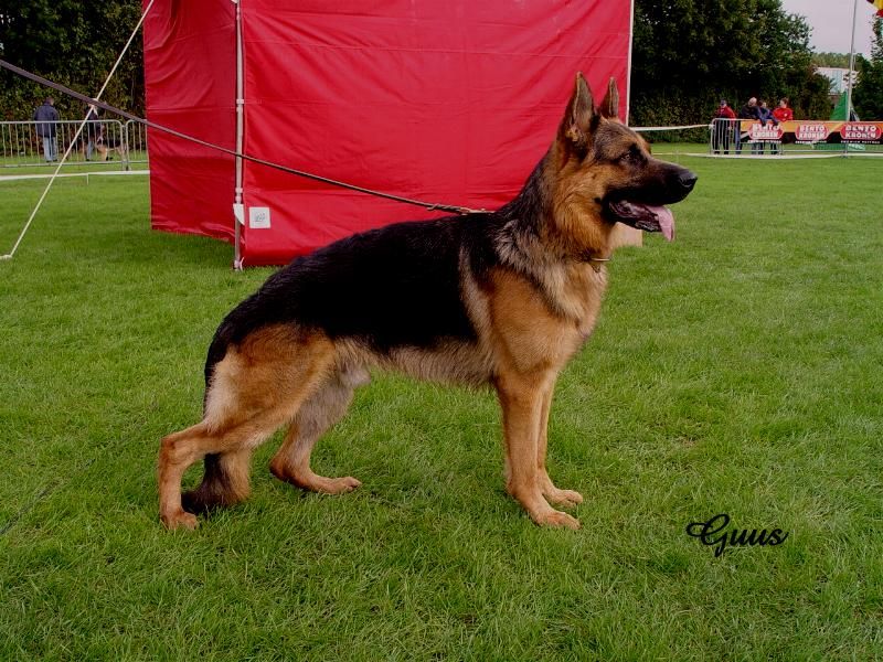 Dux vom Haus Kalbach