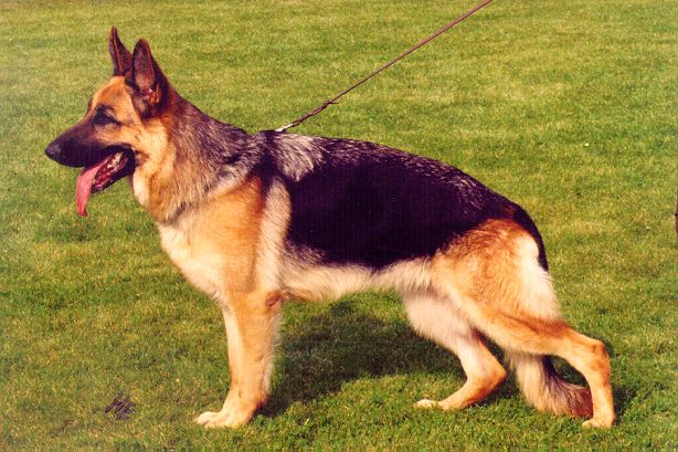 Woldarona von der Kahler Heide
