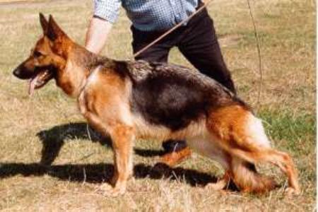 Zira vom Wildsteiger Land