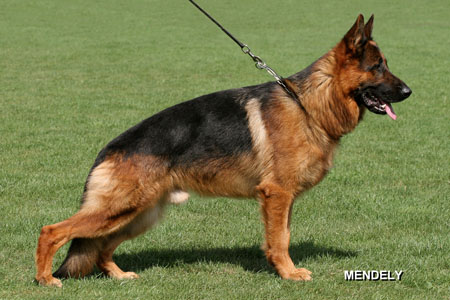 Gigolo von der Bärenschlucht