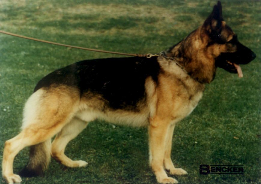 Gasko von Karthago